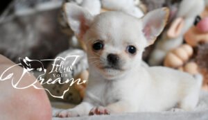 Allevamento Chihuahua Messina in Sicilia - Follow Your Dream