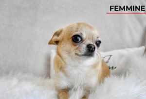 Allevamento Chihuahua Messina in Sicilia - Follow Your Dream