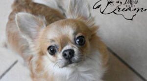 Allevamento Chihuahua Messina in Sicilia - Follow Your Dream