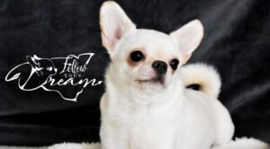 Allevamento Chihuahua Messina in Sicilia - Follow Your Dream