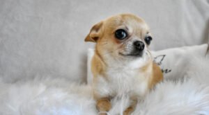 Allevamento Chihuahua Messina in Sicilia - Follow Your Dream