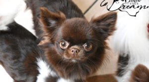 Allevamento Chihuahua Messina in Sicilia - Follow Your Dream