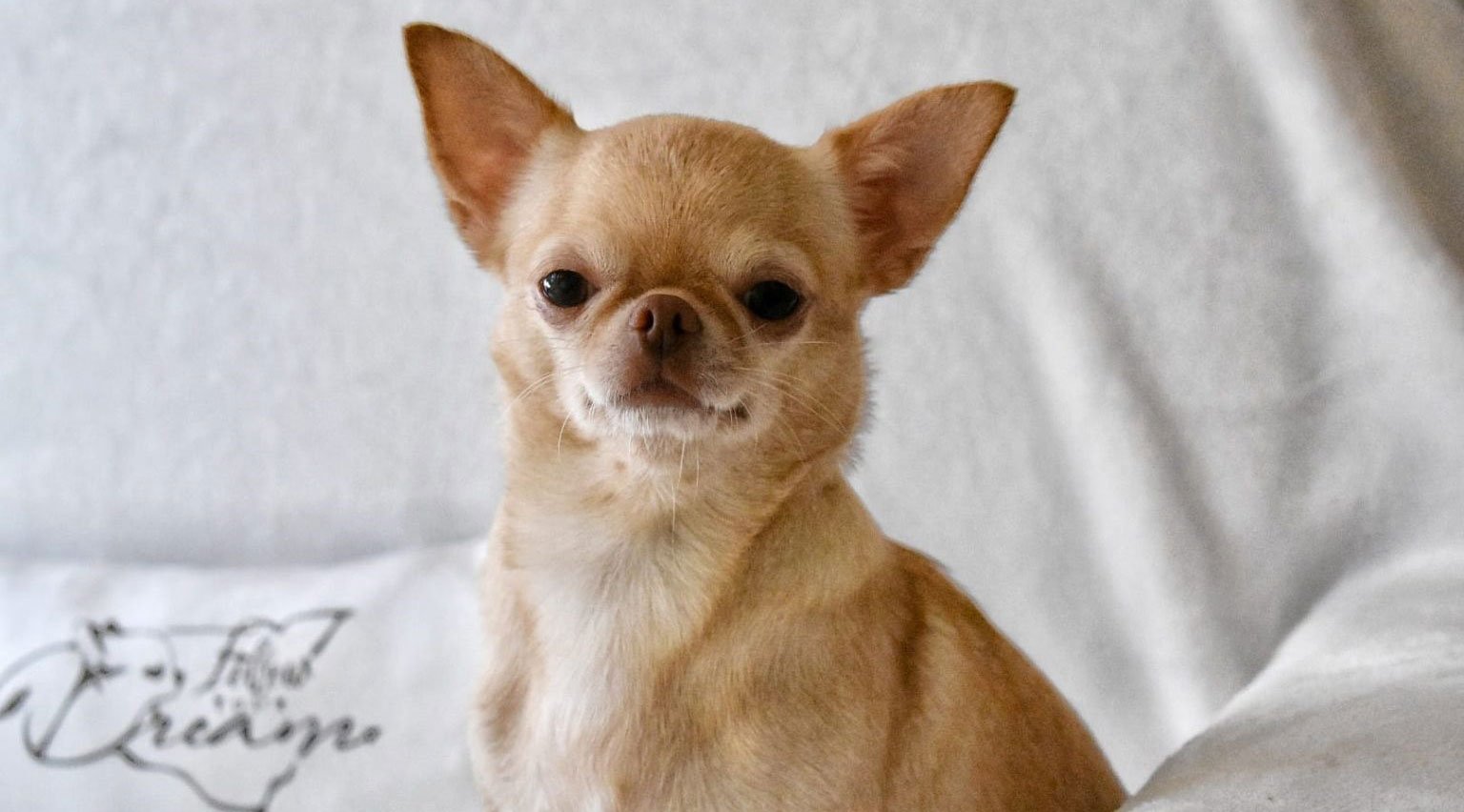 Allevamento Chihuahua Messina in Sicilia - Follow Your Dream