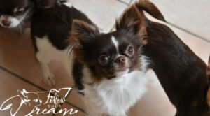 Allevamento Chihuahua Messina in Sicilia - Follow Your Dream