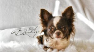 Allevamento Chihuahua Messina in Sicilia - Follow Your Dream