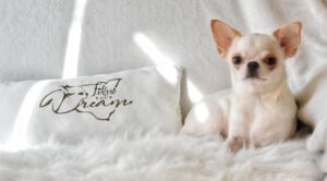 Allevamento Chihuahua Messina in Sicilia - Follow Your Dream