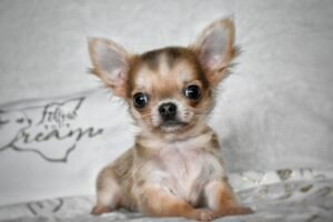 Allevamento Chihuahua Messina in Sicilia - Follow Your Dream