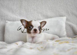 Allevamento Chihuahua Messina in Sicilia - Follow Your Dream