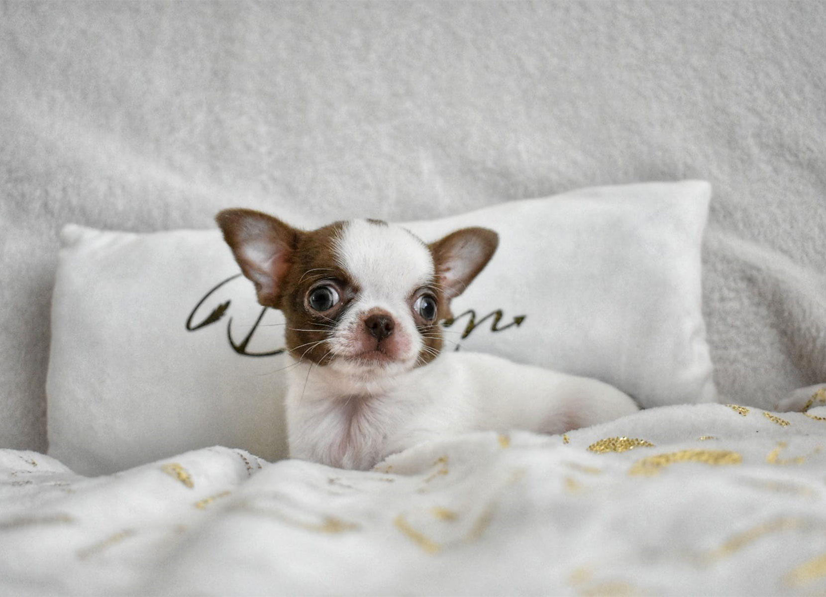 Allevamento Chihuahua Messina in Sicilia – Follow Your Dream Allevamento Chihuahua Messina in Sicilia - Follow Your Dream