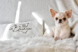 Allevamento Chihuahua Messina in Sicilia - Follow Your Dream