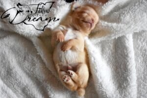 Allevamento Chihuahua Messina in Sicilia - Follow Your Dream