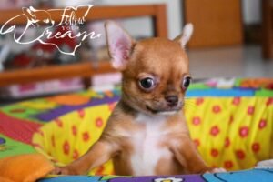 Allevamento Chihuahua Messina in Sicilia - Follow Your Dream