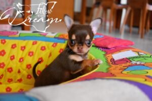 Allevamento Chihuahua Messina in Sicilia - Follow Your Dream