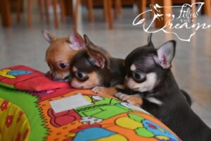 Allevamento Chihuahua Messina in Sicilia - Follow Your Dream