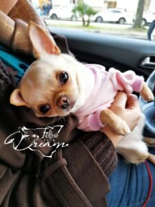 Allevamento Chihuahua Messina in Sicilia - Follow Your Dream