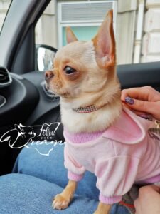 Allevamento Chihuahua Messina in Sicilia - Follow Your Dream