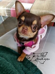 Allevamento Chihuahua Messina in Sicilia - Follow Your Dream