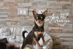 Allevamento Chihuahua Messina in Sicilia - Follow Your Dream