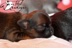 Allevamento Chihuahua Messina in Sicilia - Follow Your Dream