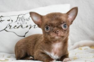 Allevamento Chihuahua Messina in Sicilia - Follow Your Dream