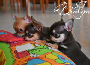 Allevamento Chihuahua Messina in Sicilia - Follow Your Dream