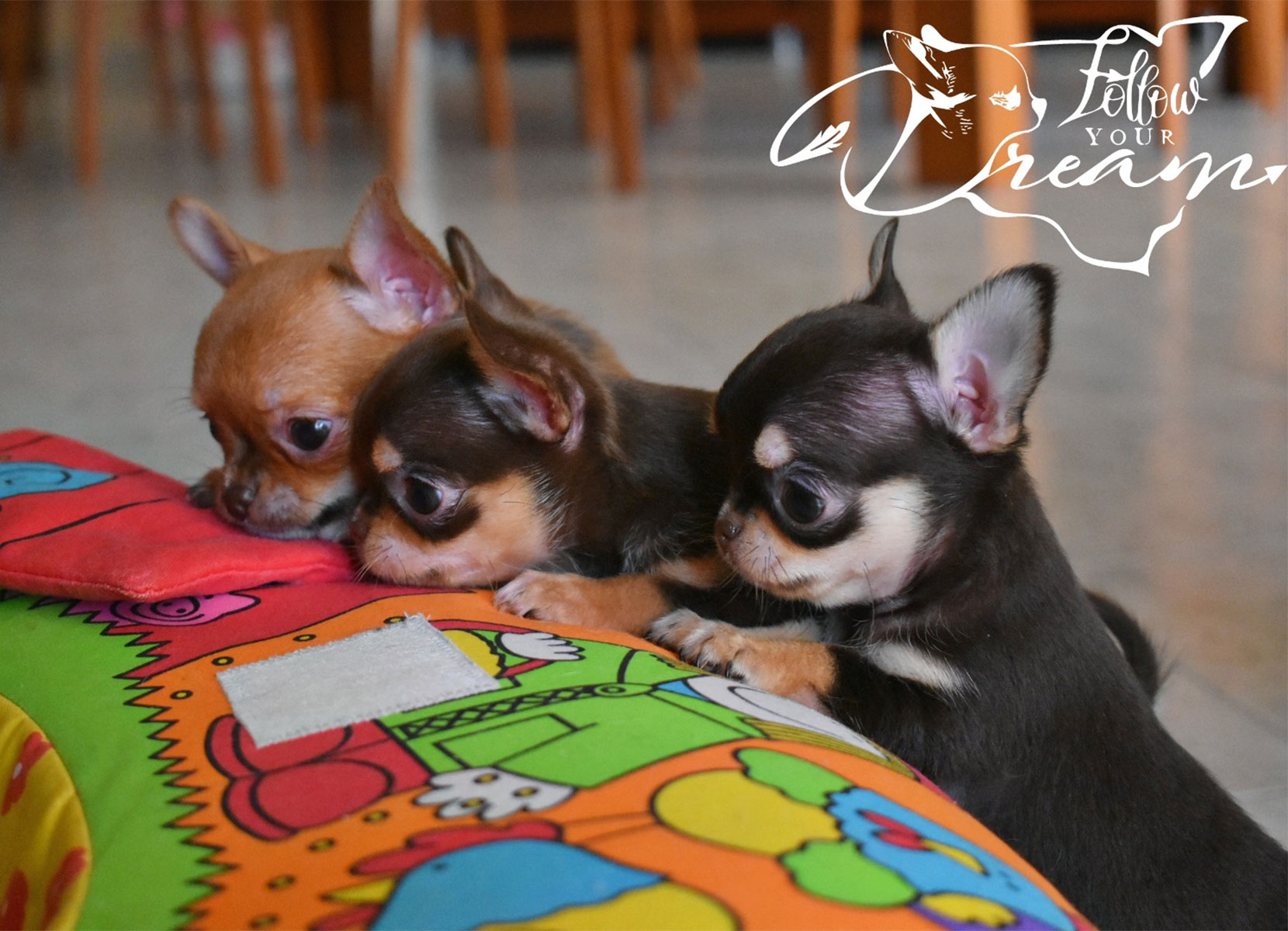 Allevamento Chihuahua Messina in Sicilia – Follow Your Dream Allevamento Chihuahua Messina in Sicilia - Follow Your Dream