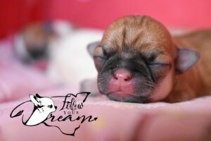 Allevamento Chihuahua Messina in Sicilia - Follow Your Dream