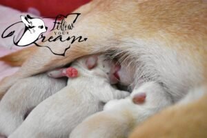 Allevamento Chihuahua Messina in Sicilia - Follow Your Dream