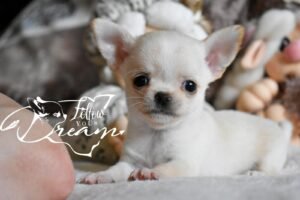 Allevamento Chihuahua Messina in Sicilia - Follow Your Dream