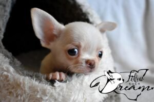 Allevamento Chihuahua Messina in Sicilia - Follow Your Dream