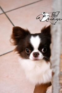 Allevamento Chihuahua Messina in Sicilia - Follow Your Dream