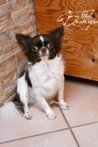 Allevamento Chihuahua Messina in Sicilia - Follow Your Dream