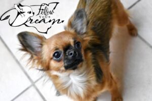 Allevamento Chihuahua Messina in Sicilia - Follow Your Dream