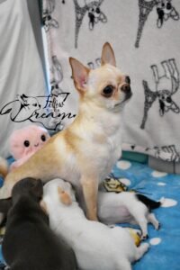 Allevamento Chihuahua Messina in Sicilia - Follow Your Dream