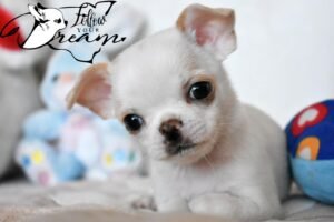 Allevamento Chihuahua Messina in Sicilia - Follow Your Dream