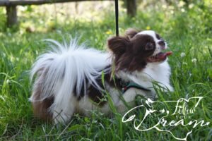 Allevamento Chihuahua Messina in Sicilia - Follow Your Dream