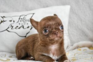 Allevamento Chihuahua Messina in Sicilia - Follow Your Dream