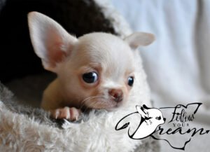 Allevamento Chihuahua Messina in Sicilia - Follow Your Dream