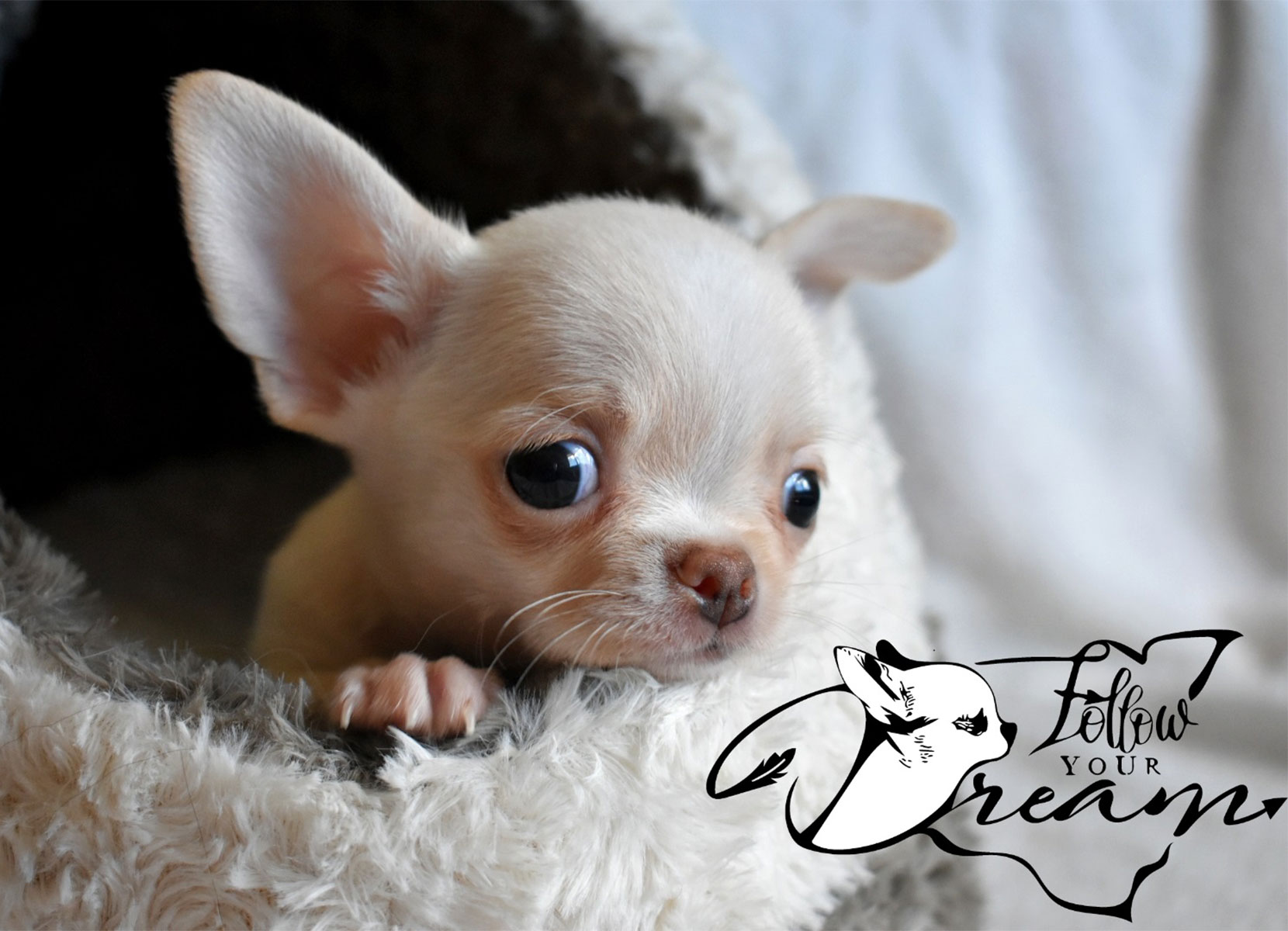 Allevamento Chihuahua Messina in Sicilia – Follow Your Dream Allevamento Chihuahua Messina in Sicilia - Follow Your Dream