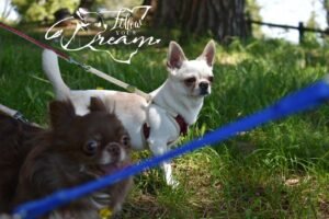 Allevamento Chihuahua Messina in Sicilia - Follow Your Dream