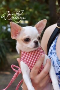 Allevamento Chihuahua Messina in Sicilia - Follow Your Dream