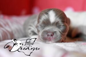 Allevamento Chihuahua Messina in Sicilia - Follow Your Dream