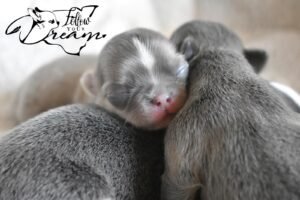 Allevamento Chihuahua Messina in Sicilia - Follow Your Dream