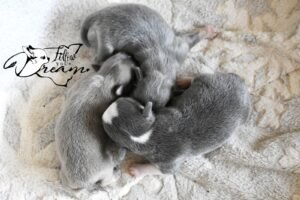 Allevamento Chihuahua Messina in Sicilia - Follow Your Dream