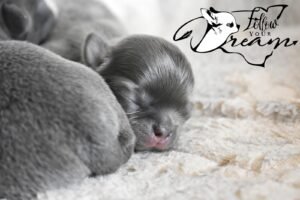 Allevamento Chihuahua Messina in Sicilia - Follow Your Dream