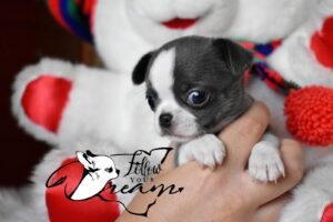 Allevamento Chihuahua Messina in Sicilia - Follow Your Dream