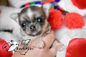 Allevamento Chihuahua Messina in Sicilia - Follow Your Dream