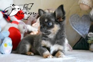 Allevamento Chihuahua Messina in Sicilia - Follow Your Dream