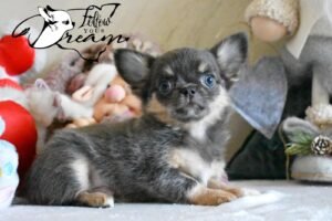 Allevamento Chihuahua Messina in Sicilia - Follow Your Dream