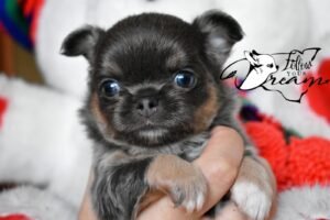 Allevamento Chihuahua Messina in Sicilia - Follow Your Dream